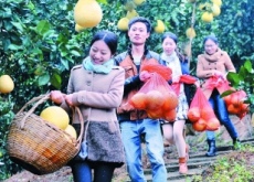 大学生村官创业（荒山种出致富果）