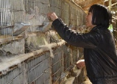 重庆石柱刘克兴（养殖肉兔带领乡邻致富）