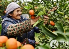 重庆开州区（柑橘成村民致富“金果子”）