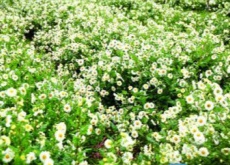 江苏泗洪杭白菊“绽放”致富花