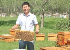 黑龙江泰康镇:养蜂达人”王雪峰(养蜂致富) 黑龙江泰康镇:养蜂达人”王雪峰(养蜂致富)