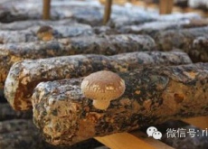 搭建沪藏农业合作新桥梁（打造高原现代农业示范区）