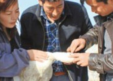 新疆乌恰县牧民养鱼苏打水(还养天鹅插一腿) 新疆乌恰县牧民养鱼苏打水(还养天鹅插一腿)