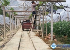 葡萄种植带头人蔡金方(带领村民齐致富) 葡萄种植带头人蔡金方(带领村民齐致富)