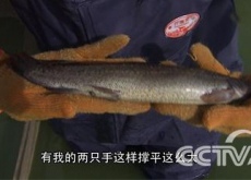 天津陈咀镇（无公害庄园闯出致富路）
