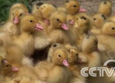 致富经（卖鸡蛋有高招让老婆住进大别墅）