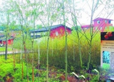 福建永春县房前屋后竹柳树(生态致富两不误) 福建永春县房前屋后竹柳树(生态致富两不误)