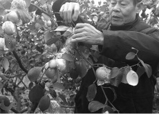 广东怀集果农差异化种植闯出财路