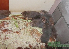 小竹鼠“啃”出致富路