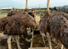 榕江农民引进山东鸵鸟饲养成功