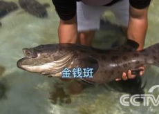 一个台湾商人的千万资产保卫战《致富经》