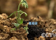 江西德兴市（“葛疯子”刨根刨出亿万财）