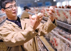 江西乐平（蛋鸡养殖致富）