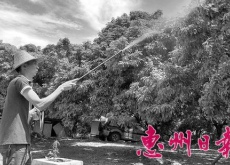 与荔枝杠上的父子兵!惠州惠东卢家父子走电商路 与荔枝杠上的父子兵!惠州惠东卢家父子走电商路