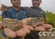 湖北长阳媒体聚焦“羊财梦”照进现实