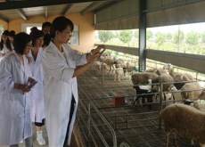 黎阳古城古粮仓（王庄“洋农”羊财兴）