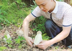 南靖深山里的舌尖美味——竹荪(带农转产致富)