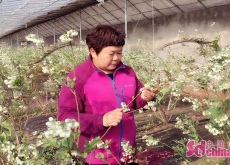 平度“蓝莓姐”享国务院特殊津贴