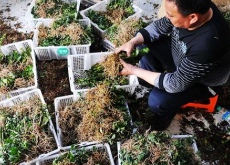 江西农民试种“救命仙草”寻致富门