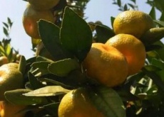 湖南江华县（树上挂满“致富果”）