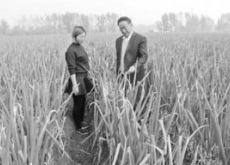 外出打工（不如回家跟老支书种大葱）