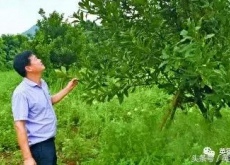 致富能人陈观水(要将村庄打造成“农业公园”) 致富能人陈观水(要将村庄打造成“农业公园”)