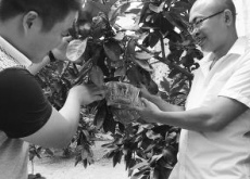 嫁接台农创意（蜜柚变身“金元宝”）