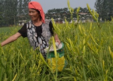 安徽亳州市谯城区张店乡农民种植稀有蔬菜致富