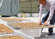 浙江城南镇(种植中药材还得看市场) 浙江城南镇(种植中药材还得看市场)