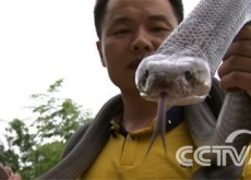 胡志明养毒蛇是我一辈子的梦想《致富经》