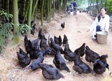 泸州一养鸡户卖乌鸡与众不同（鸡蛋才是主打）