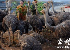 湖北郧阳区90后夫妻深山养鸵鸟（一个蛋售价150元）