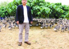 广东开平县（养殖马冈鹅越土越红火）