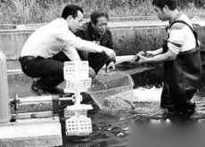 回乡创业养鲟龙鱼（一年净收30万元）