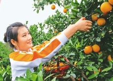 江西赣南（“黄金树”长出更多“致富果”）