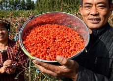 河北衡水（家庭农场枸杞飘香）