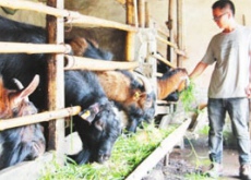 “农二代”返乡养羊（穷山沟致富栋梁）