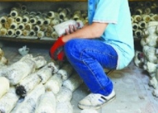 黄丽蓉（生态养牛当老板美女年赚30万）