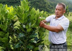 广西凌云县(“打工仔”种橘红成致富带头人) 广西凌云县(“打工仔”种橘红成致富带头人)