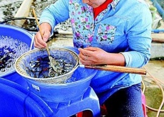 邓润球（“百里挑一”养出好锦鲤）