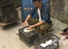 陈功亮(25岁小伙靠不吃的鸡蛋发财《致富经》) 陈功亮(25岁小伙靠不吃的鸡蛋发财《致富经》)