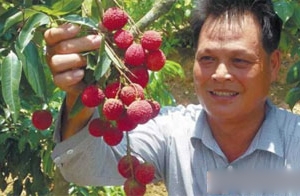 广西北流市（心系市场人在山品改荔枝有订单）