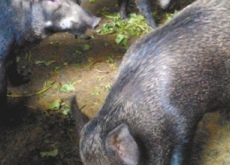 重庆忠县(野猪肉做零食解决销路利更多) 重庆忠县(野猪肉做零食解决销路利更多)