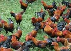 广西(林下养灵山土鸡净赚近4万) 广西(林下养灵山土鸡净赚近4万)