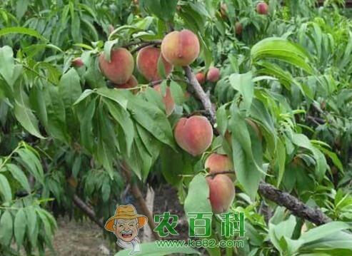 山东肥城桃树种植亩均收入过万 提升品质找回老味道