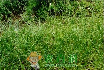 知母的优质高产栽培技术