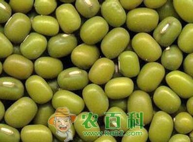 绿豆高产栽培技术4大法