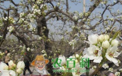梨树的需肥特点以及丰产施肥技术、时间