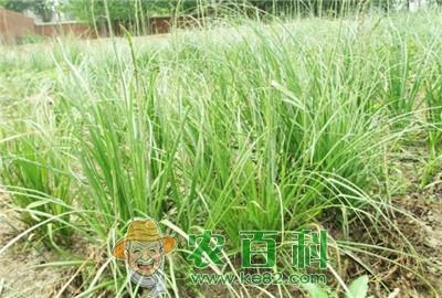 知母的优质高产栽培技术