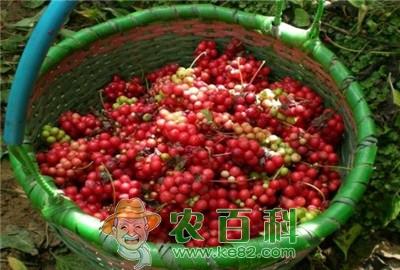 提升五味子优质高产的栽培技术